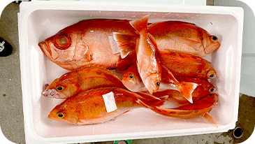 釣りの成果
