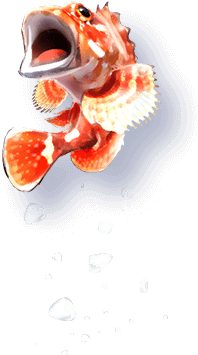 カサゴ