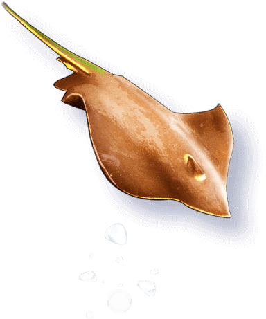 アカエイ
