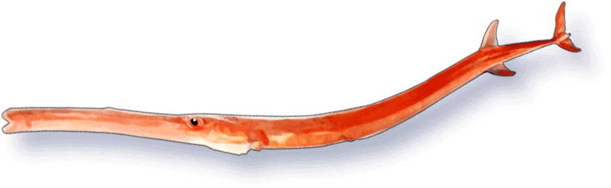 魚
